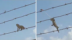 Camaleão corajoso se arrisca para pegar inseto 