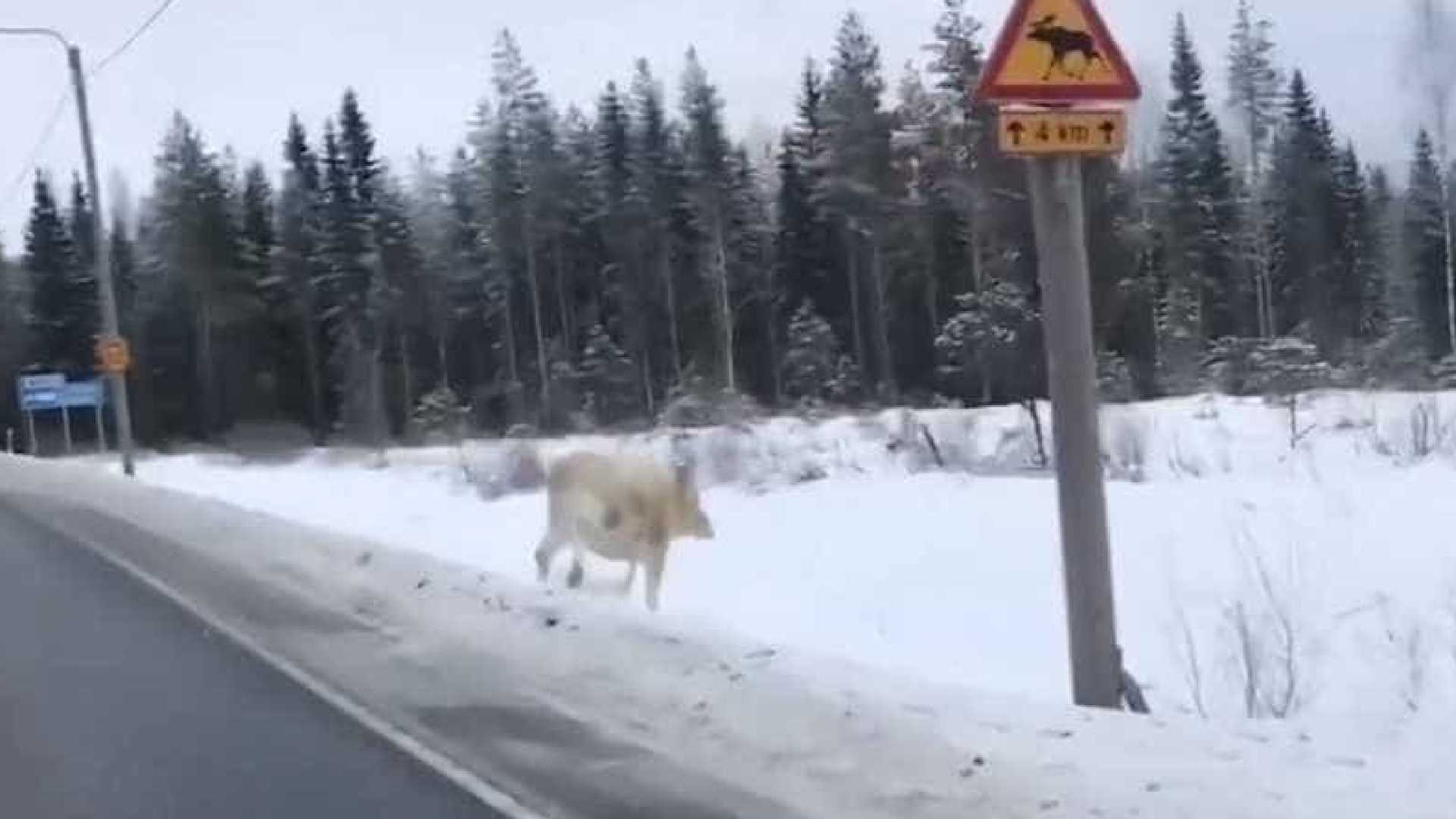 Raro alce branco é filmado na Finlândia