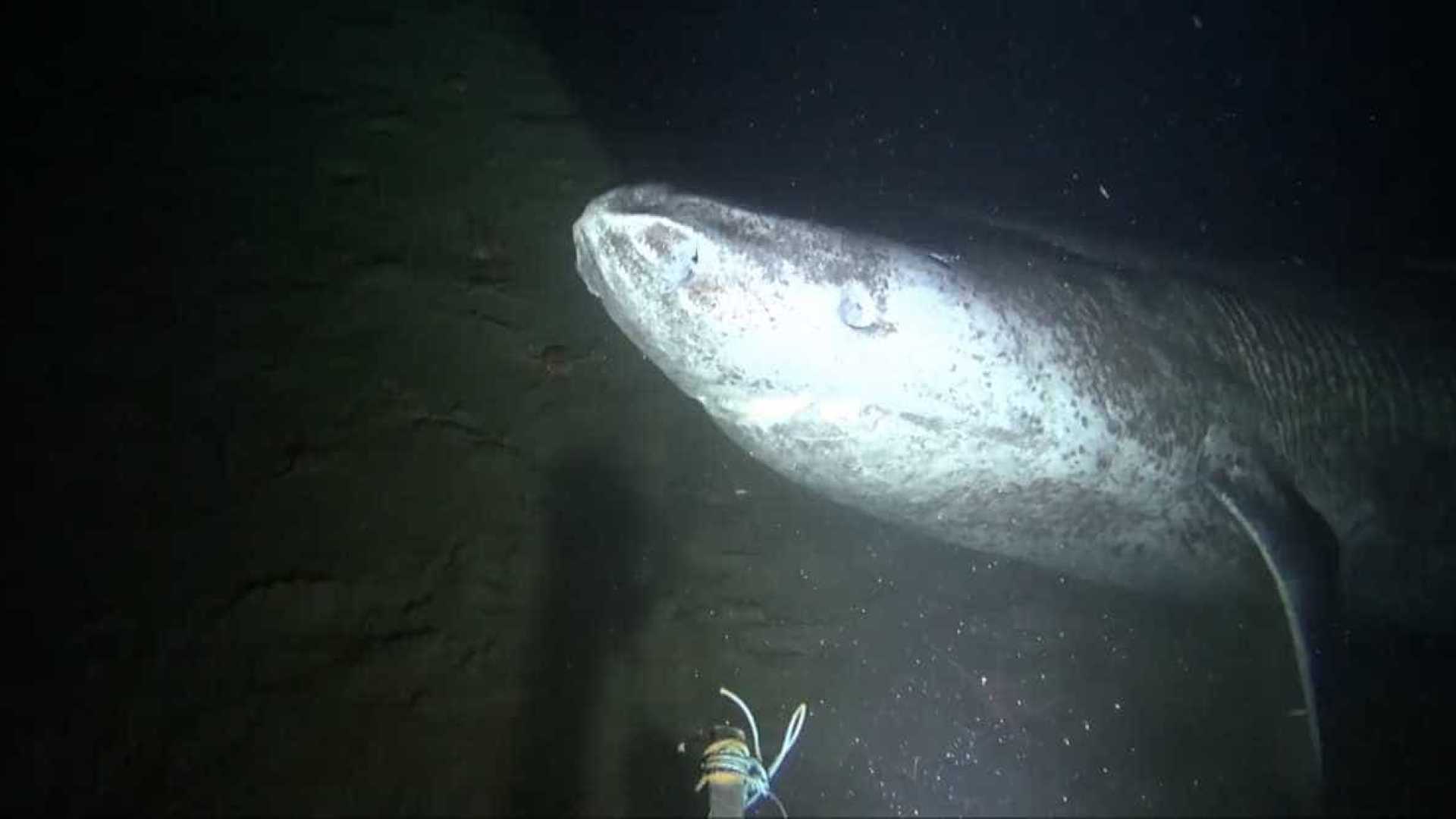 Pesquisadores filmam raro tubarão-da-groenlândia