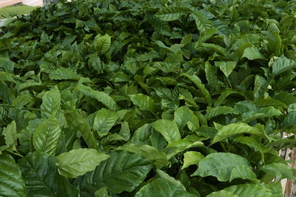 Governo de Rondônia lança edital de licitação para aquisição de três milhões de mudas de café