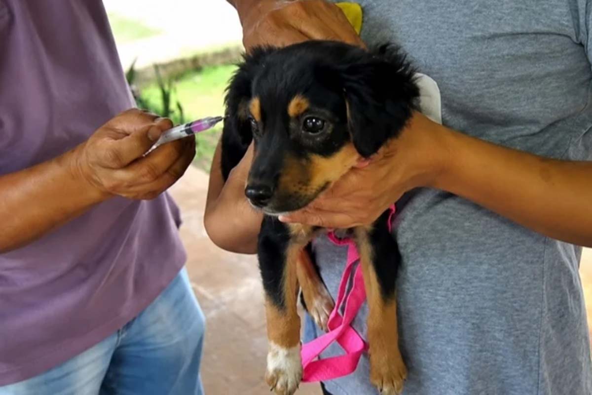Cacoal realiza vacinação antirrábica neste sábado, nas unidades de saúde