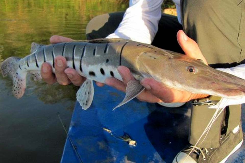 Pesca de mais 7 espécies de peixes é proibida em Rondônia; Peixe surubim está na lista de proibição