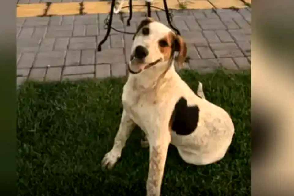 Cachorro comunitário Abacate é morto por um tiro no Paraná