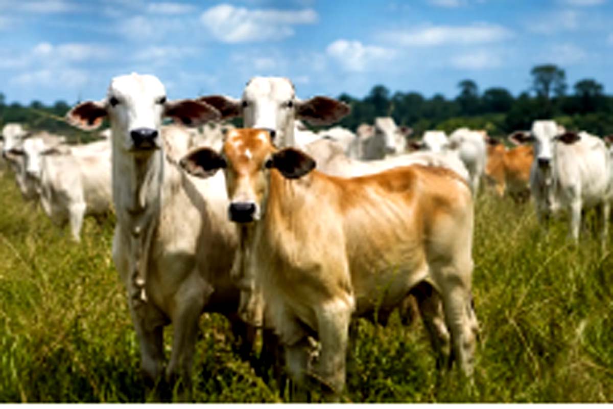 Porto Velho se destaca entre os maiores produtores de Rondônia e leva força do campo à Agrotec 2026