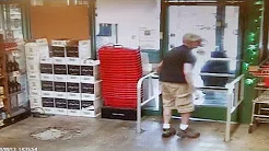 Filhote de urso curioso invade loja de bebidas