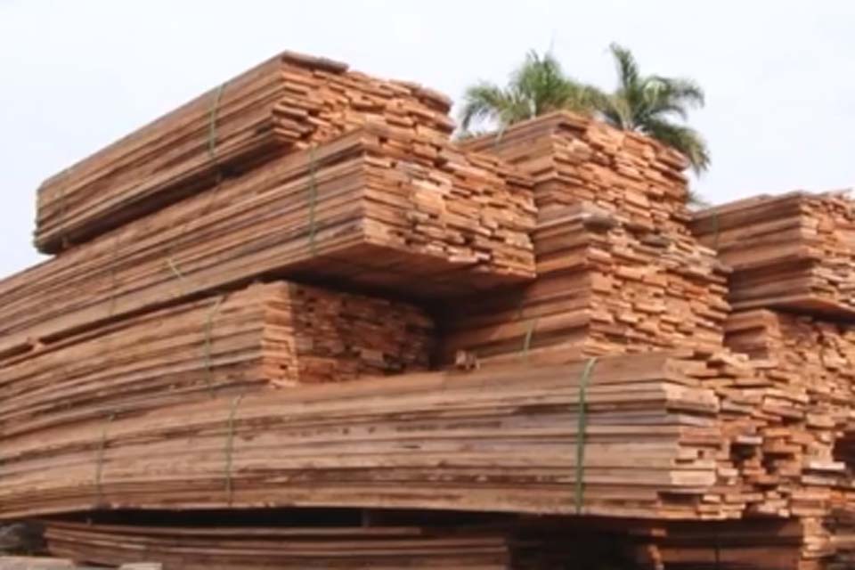 Apreensões de madeira têm aumento de mais de 600% em Rondônia