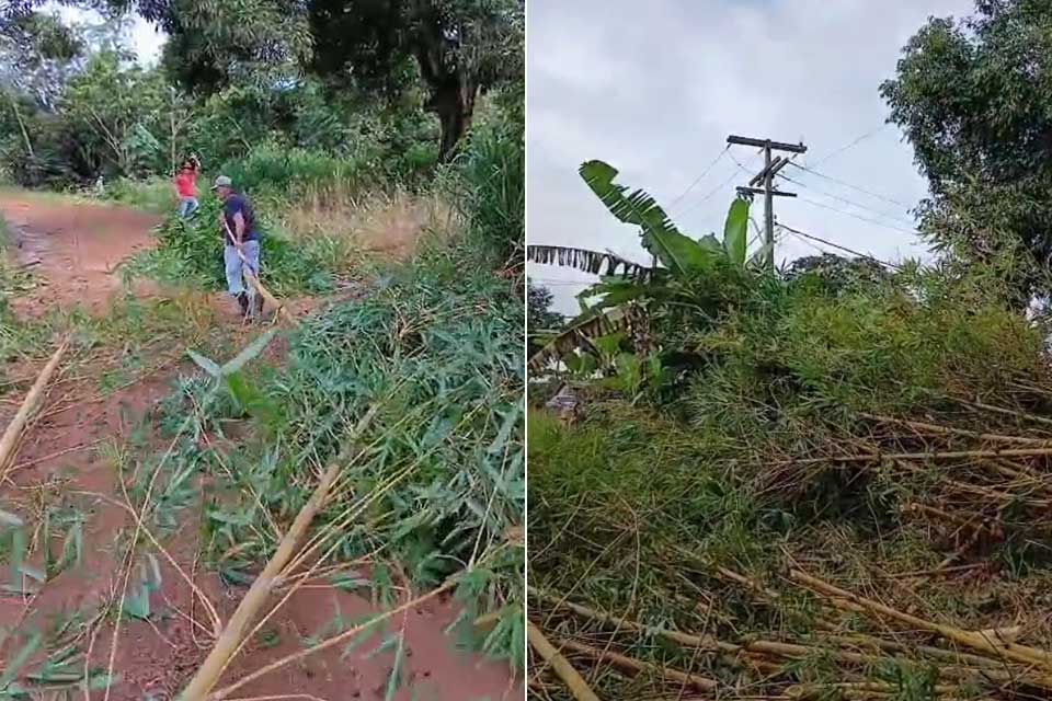 Produtores rurais denunciam abandono da Energisa e fazem poda de árvores perto da rede elétrica em Porto Velho