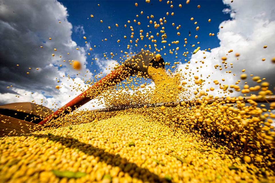  Instituto Brasileiro de Geografia estima safra de 261,4 milhões de toneladas em 2022