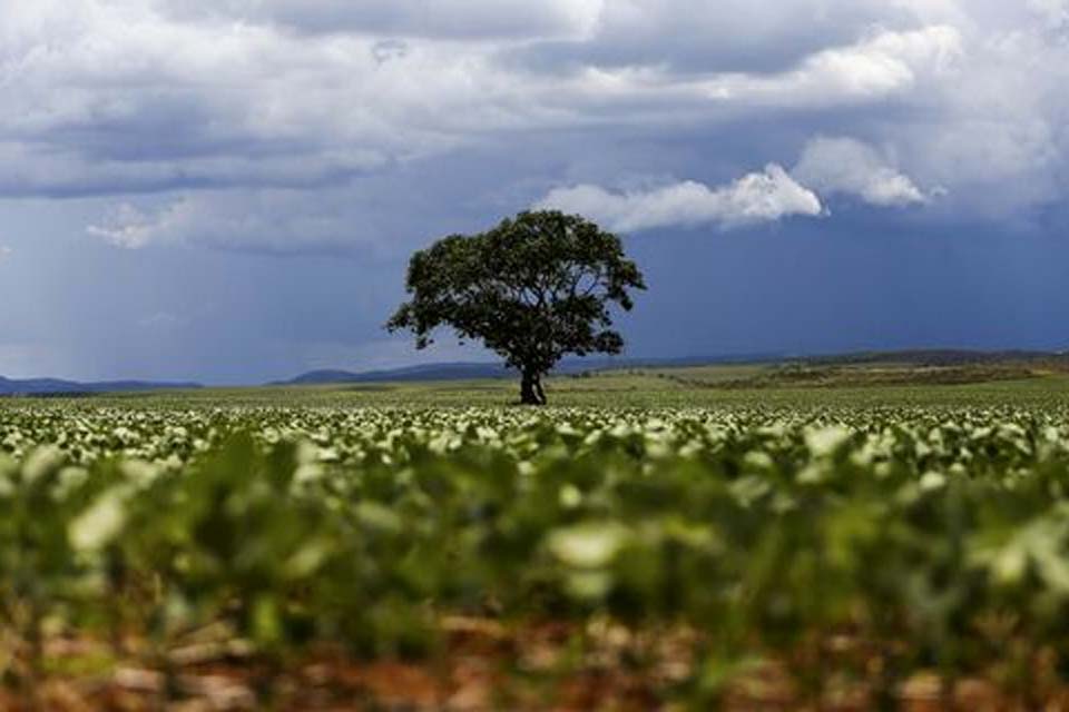 Clima adverso deve reduzir a produção de soja na safra 2023/2024