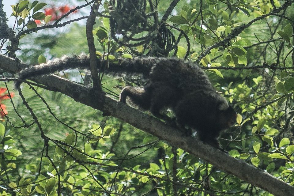 Febre amarela em macacos acende alerta sobre importância da vacina