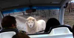 Leão branco persegue carro de turistas na Rússia