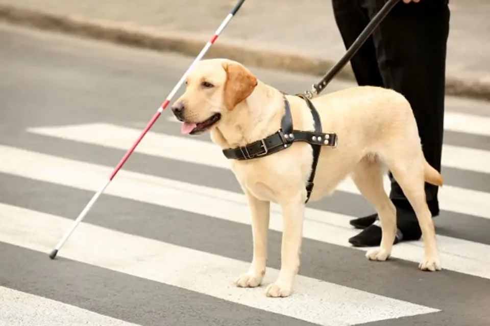 Prefeitura abre consulta pública sobre lei que regulamenta uso de cão-guia