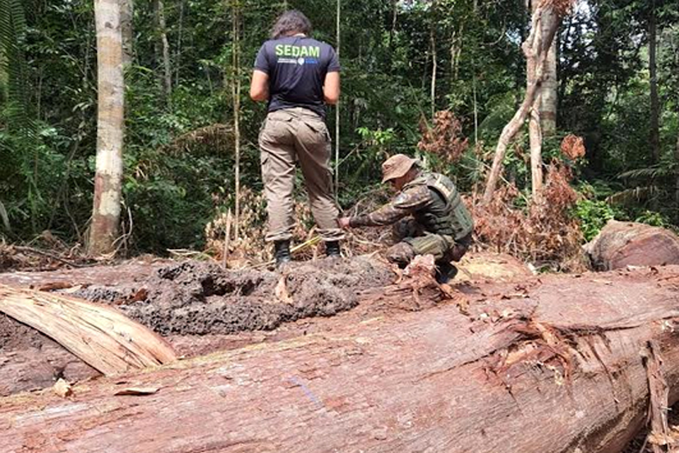 PMRO e SEDAM desarticulam extração ilegal de madeira no entorno da ESEC SAMUEL e apreendem armas