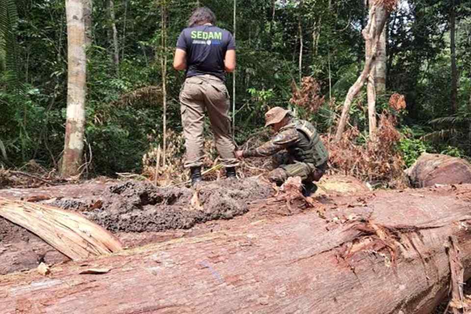 PMRO e SEDAM desarticulam extração ilegal de madeira no entorno da ESEC SAMUEL e apreendem armas