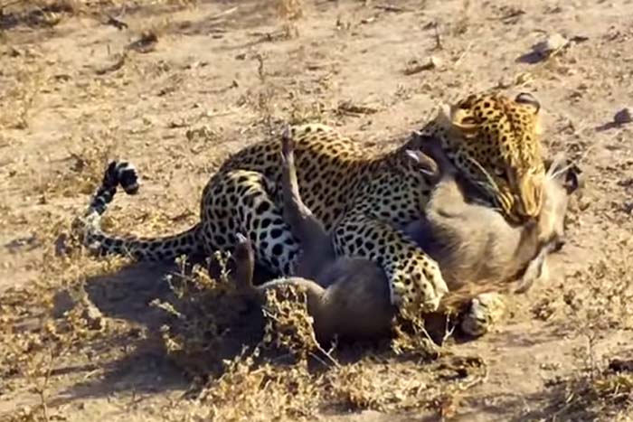 Leopardo fica a espreita e captura javali 