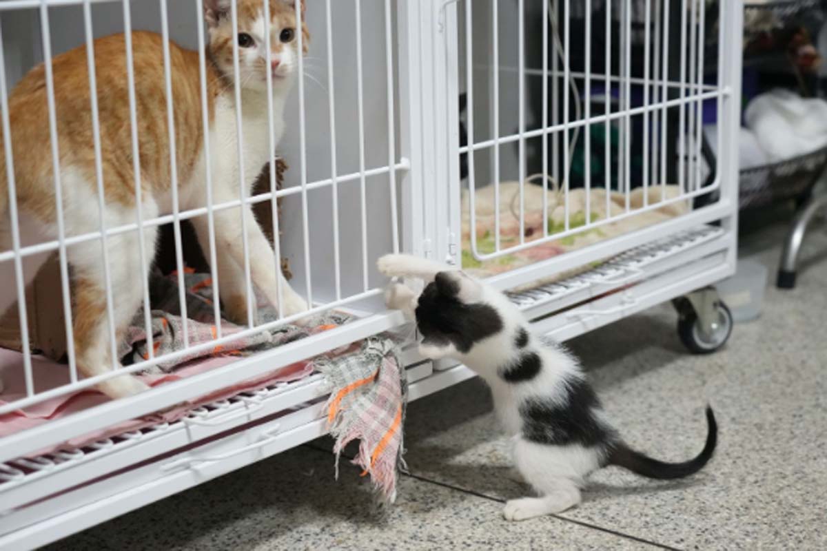 Clínica do Bem-Estar Animal tem resultados positivos em atendimentos e adoções