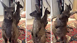 Filhote de Canguru solta pum e foge do cheiro