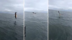 Cinegrafista captura momento em que águia pega peixe