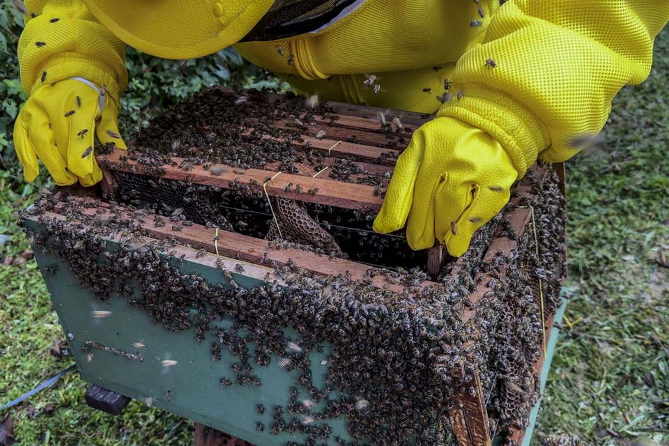 Potencial apícola de Porto Velho atrai produtores em busca de uma nova renda