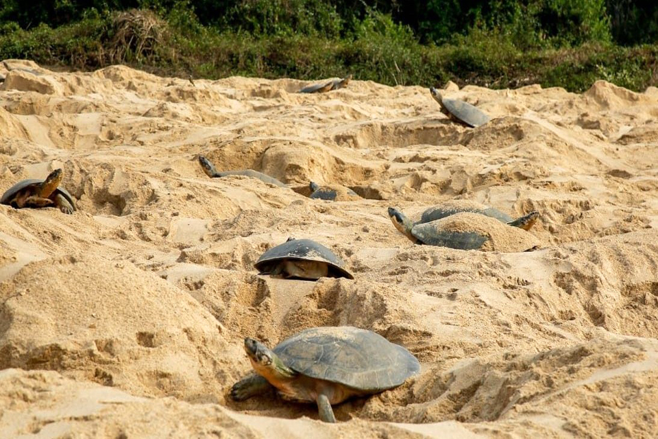 Guaporé em defesa da vida: união de forças pela sobrevivência das tartarugas-da-Amazônia