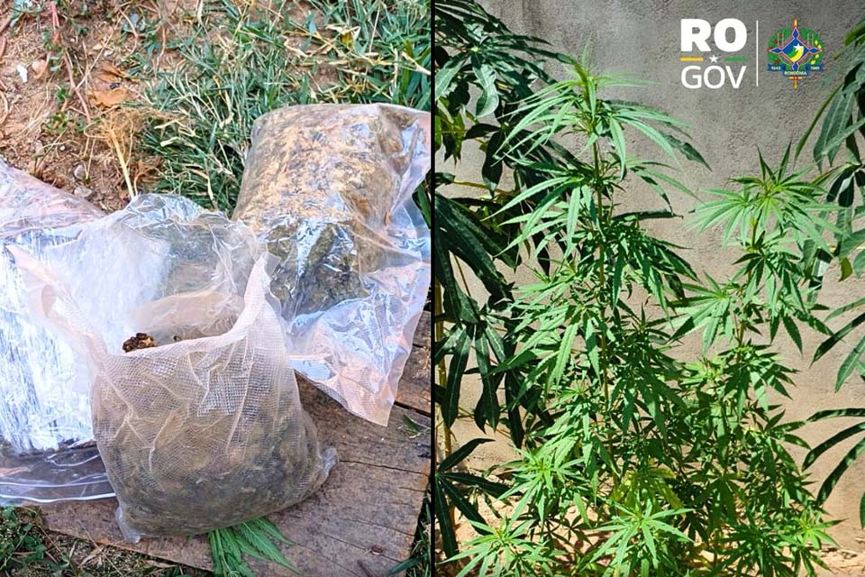 Polícia Civil encontra 17 pés de maconha além de dois tabletes durante ação