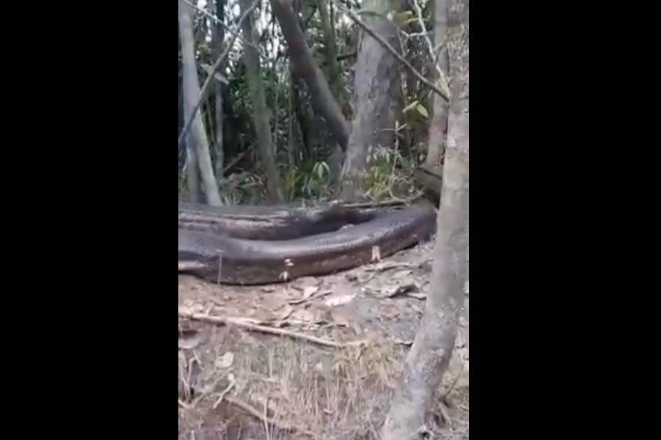 VÍDEO - Anaconda gigante é flagrada por pescador na floresta Amazônica