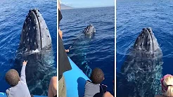Baleia-jubarte surpreende turistas em barco