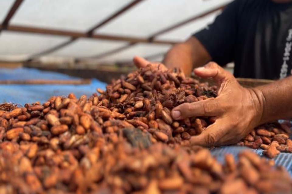 Cacauicultura avança com política de incentivo, reconhecimento nacional e concursos de qualidade