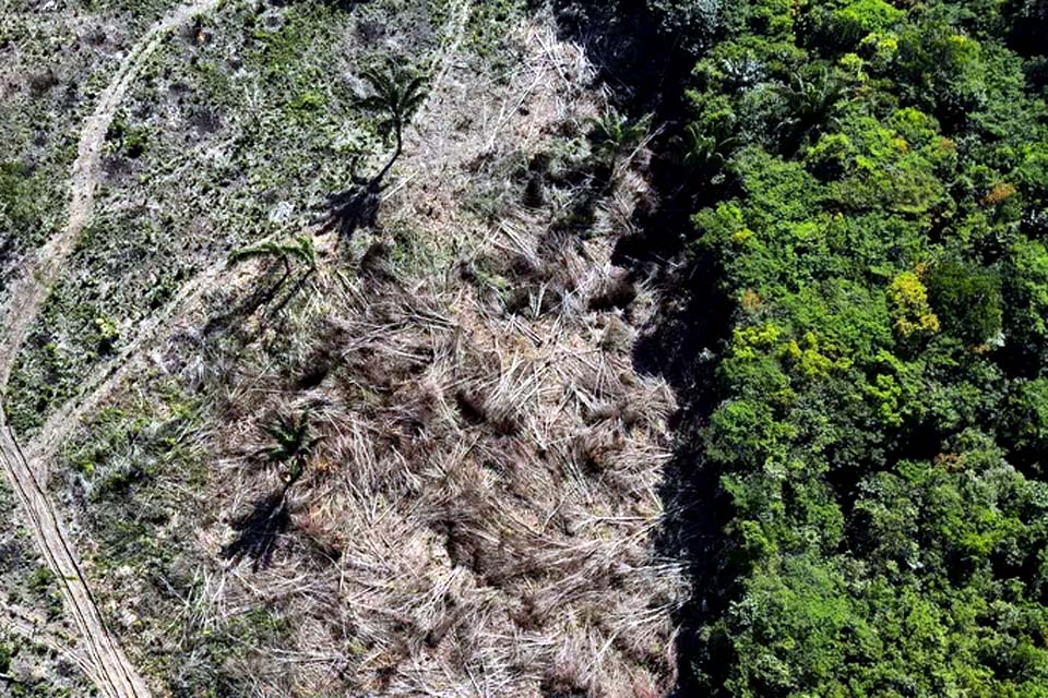 Inpe: desmatamento na Amazônia tem queda de 11% em relação a 2021