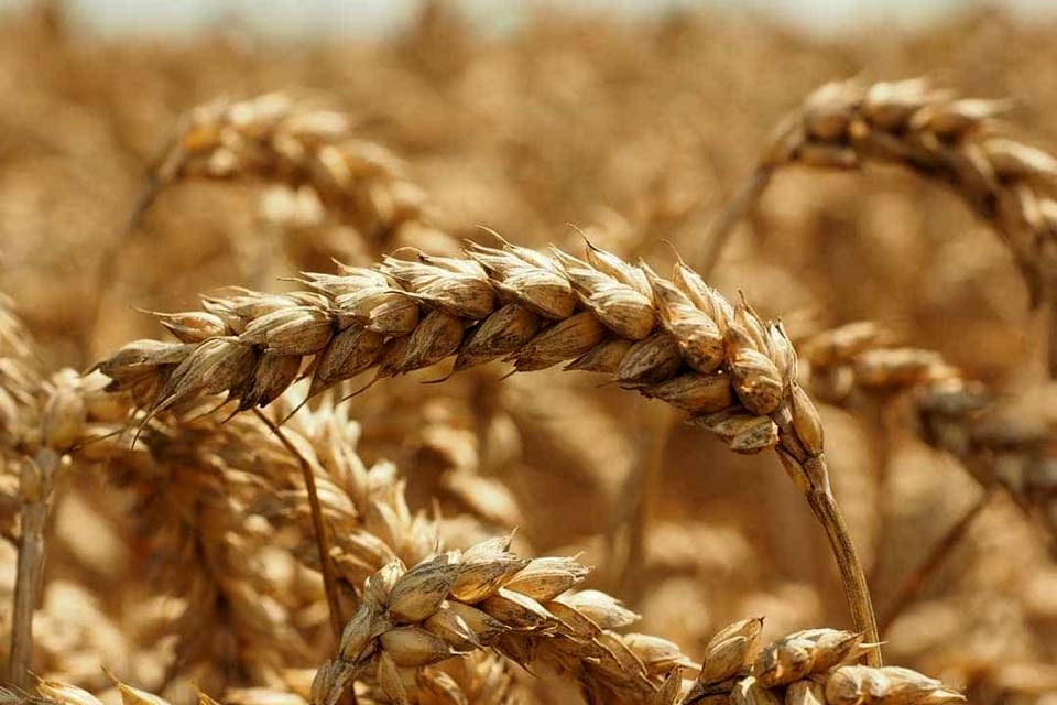 Rússia aceita prolongar acordo de cereais apenas por 60 dias