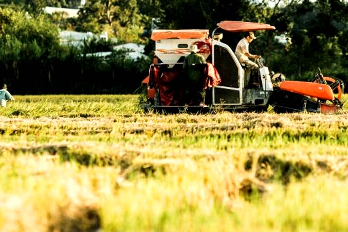 Prefeitura abre chamada pública para aquisição de alimentos da agricultura familiar