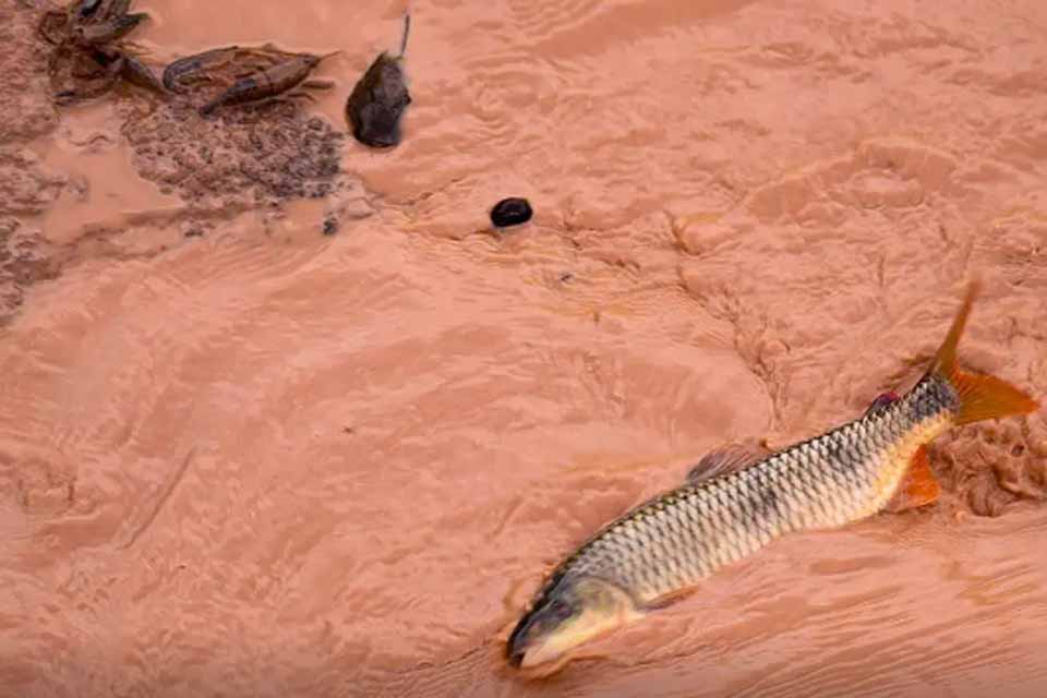 Samarco e Vale são multadas em mais de R$ 1,8 bilhão