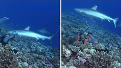 Mergulhador leva susto após tubarão morder sua máscara 
