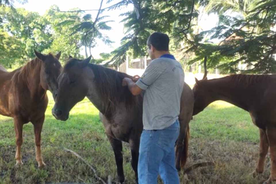 Medidas de controle e prevenção da raiva animal são reforçadas após confirmação de foco 