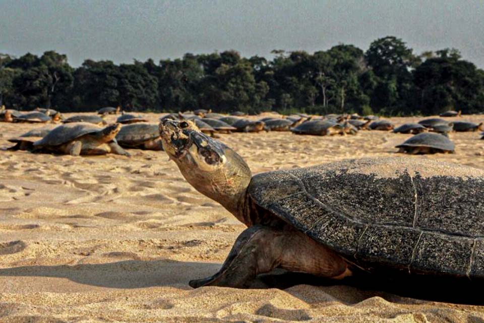 Sedam auxilia no monitoramento ambiental da desova das tartarugas em Costa Marques