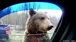 Urso espreita pela janela de carro em busca de comida