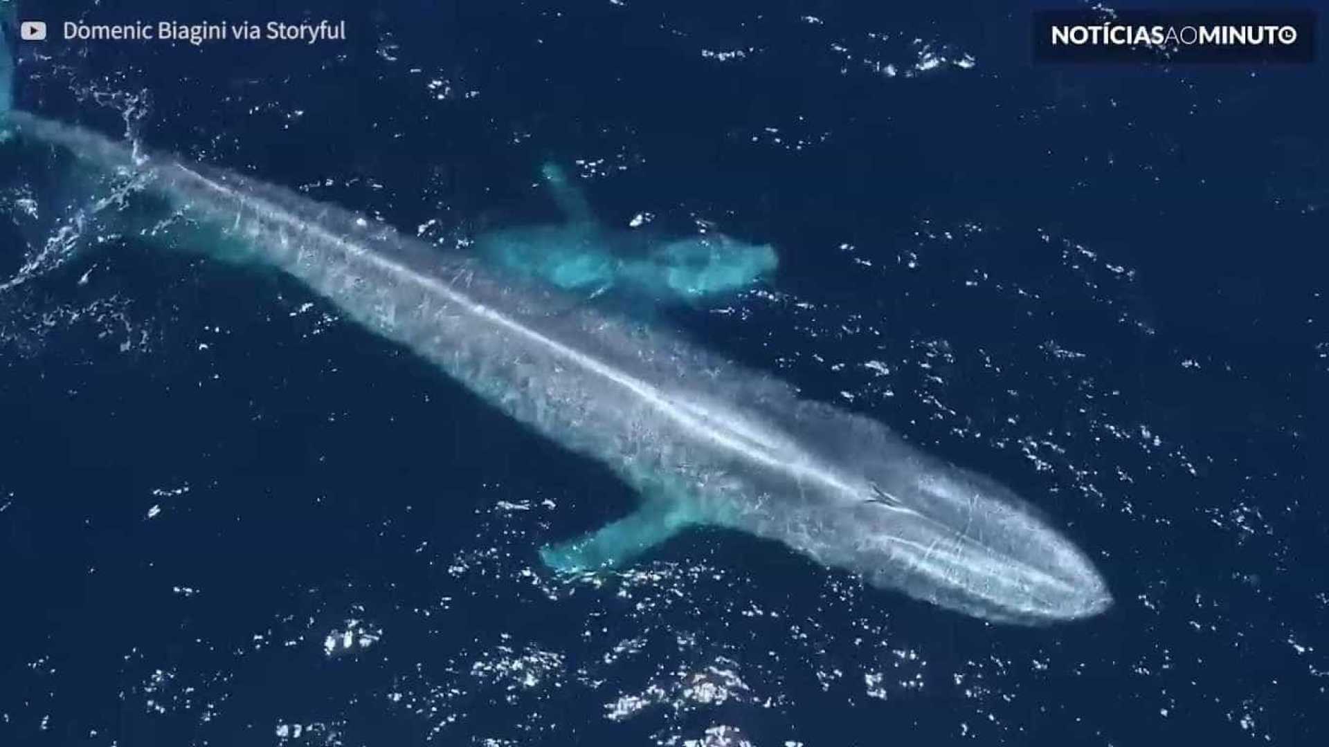 Drone flagra família de baleias-azuis nos EUA