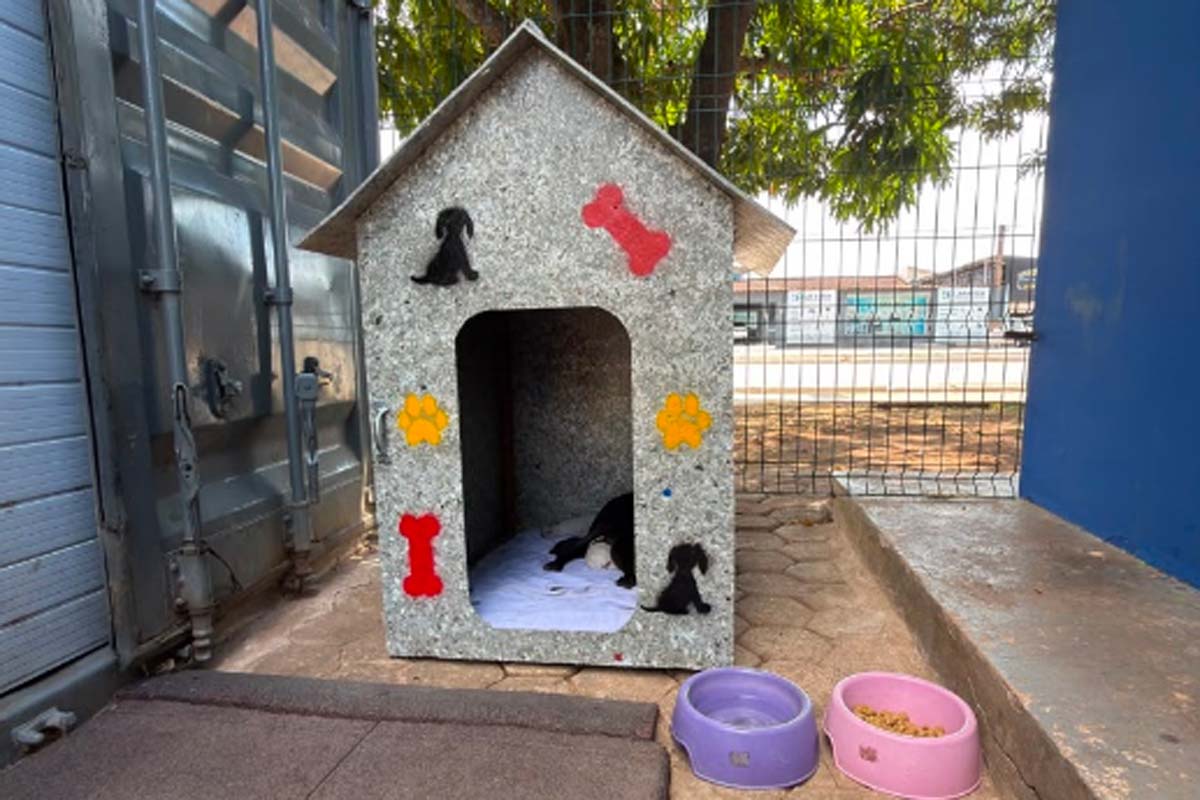 Acolhimento garante cuidados e segurança para cadela e seis filhotes no Skate Park