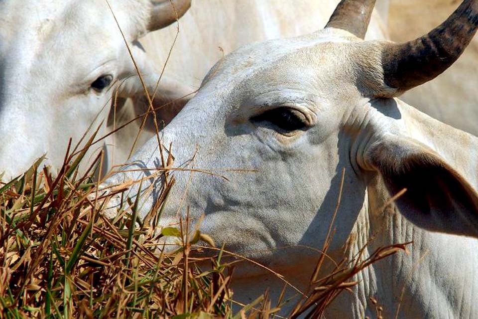 Ministério da Agricultura investiga suspeita de vaca louca