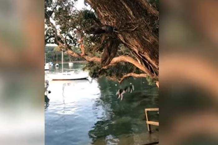 Cachorro azarado cai após subir em arvore 