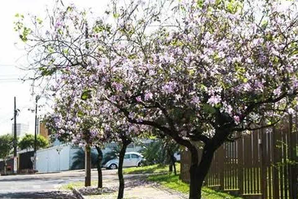 Energisa orienta sobre espécies e locais adequados para plantio de árvores