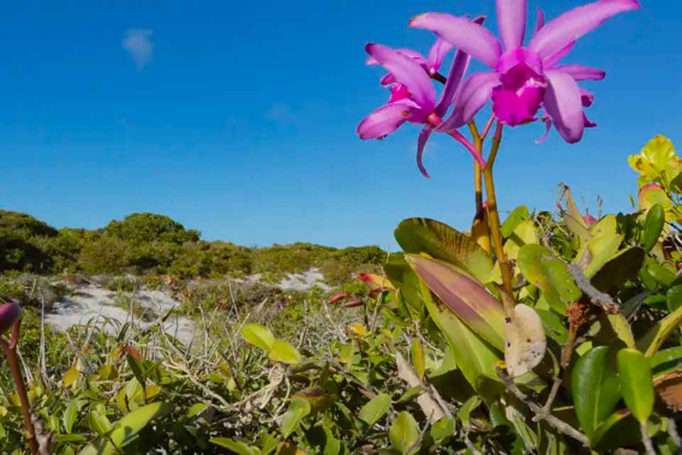 Inpe confirma redução de desmatamento na maioria dos biomas em 2024