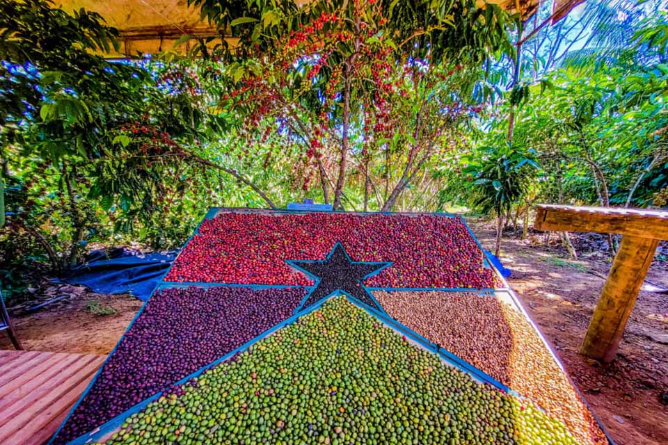 Rondônia dobra em seis anos Valor Bruto da Produção Agropecuária e segue em 2º lugar no ranking da Região Norte