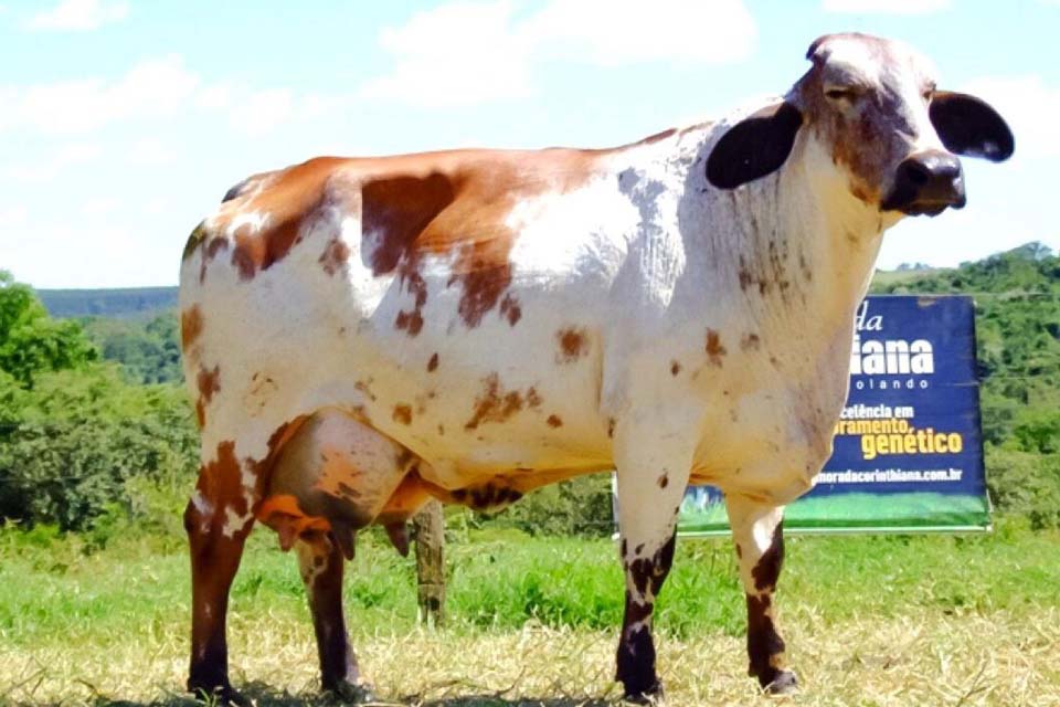 Semaic lança ação de Melhoramento Genético em Bovino Leiteiro por meio do Programa “Mais pecuária Brasil”